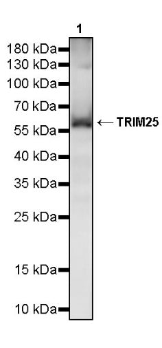 TRIM25 Recombinant Rabbit mAb (S-4069-59)