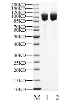 UBE1 Protein, Human