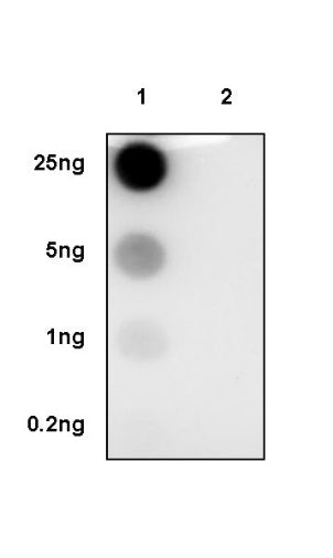 Phospho-NAK/TBK1 (Ser172) Recombinant Rabbit mAb (S-2481-14)
