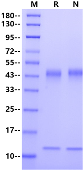 FcRn His Tag Protein, Mouse