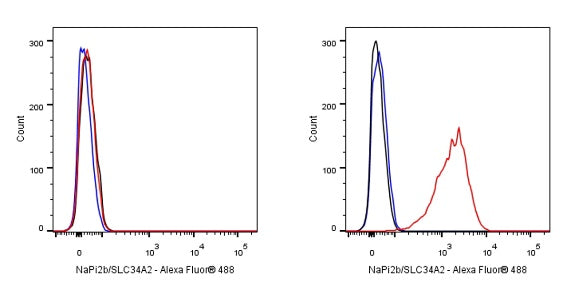 NaPi2b/SLC34A2 Recombinant Rabbit mAb (SDT-R229)