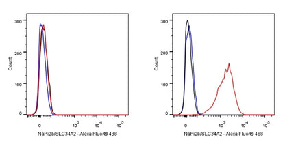 NaPi2b/SLC34A2 Recombinant Rabbit mAb (SDT-R229)
