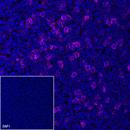 S-RMab® PD-1 Recombinant Mouse mAb,PBS Only (SDT-R143)