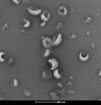 Virus-Like Particle (VLP) Protein-isotype control