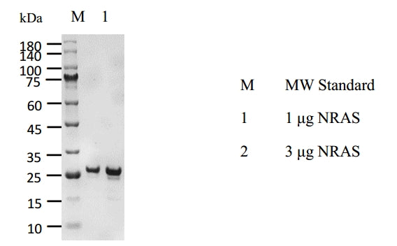 NRAS, Avi&His Tag Protein
