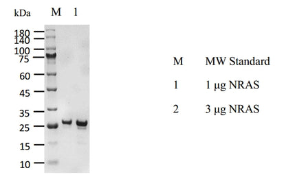 NRAS, Avi&His Tag Protein