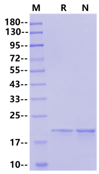 IL-11 Protein, Rat