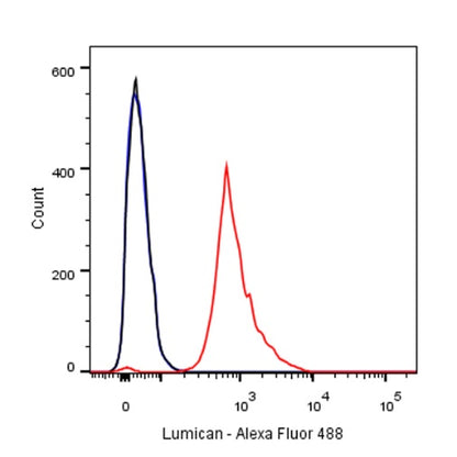 Lumican Recombinant Rabbit mAb (S-247-47)
