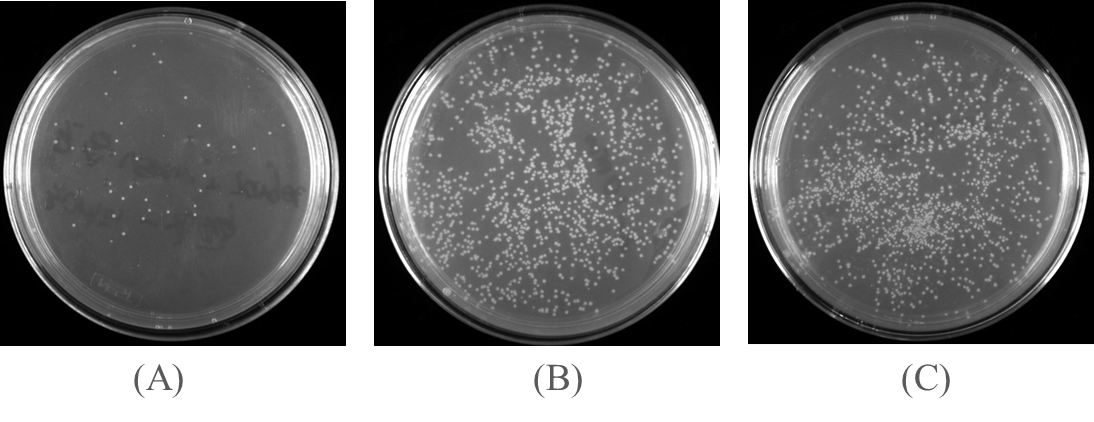 Fast ligation Kit