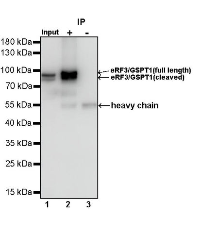 eRF3/GSPT1 Recombinant Rabbit mAb (S-R325)