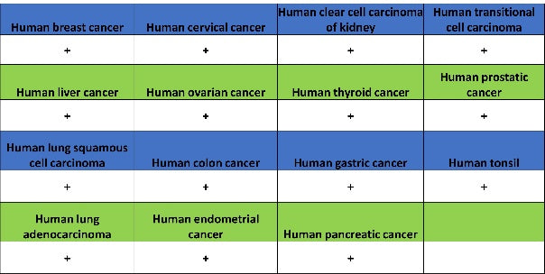 Sec61B Recombinant Rabbit mAb (S-4499-3)