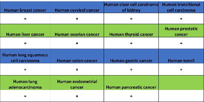Sec61B Recombinant Rabbit mAb (S-4499-3)