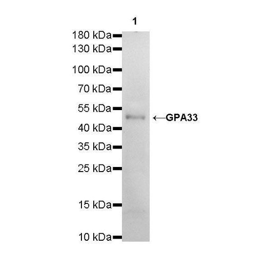 Product image media