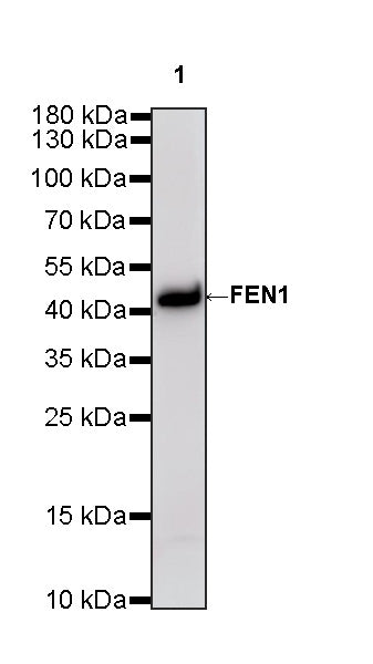 FEN1 Rabbit Polyclonal Antibody