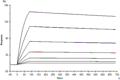 Fc epsilon RI α Fc Chimera Protein, Human