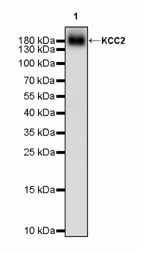 KCC2 Recombinant Rabbit mAb (S-3044-2)