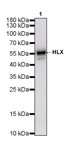 HLX Recombinant Rabbit mAb (S-4598-77)