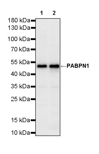 PABPN1 Rabbit Polyclonal Antibody