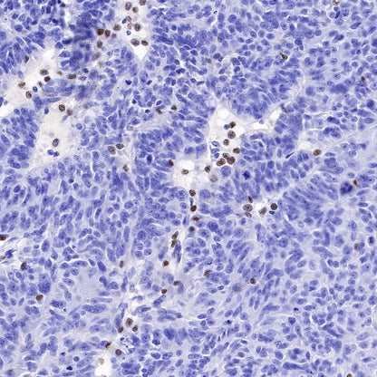 S-RMab® PU.1 Recombinant Rabbit mAb (SDT-R236)
