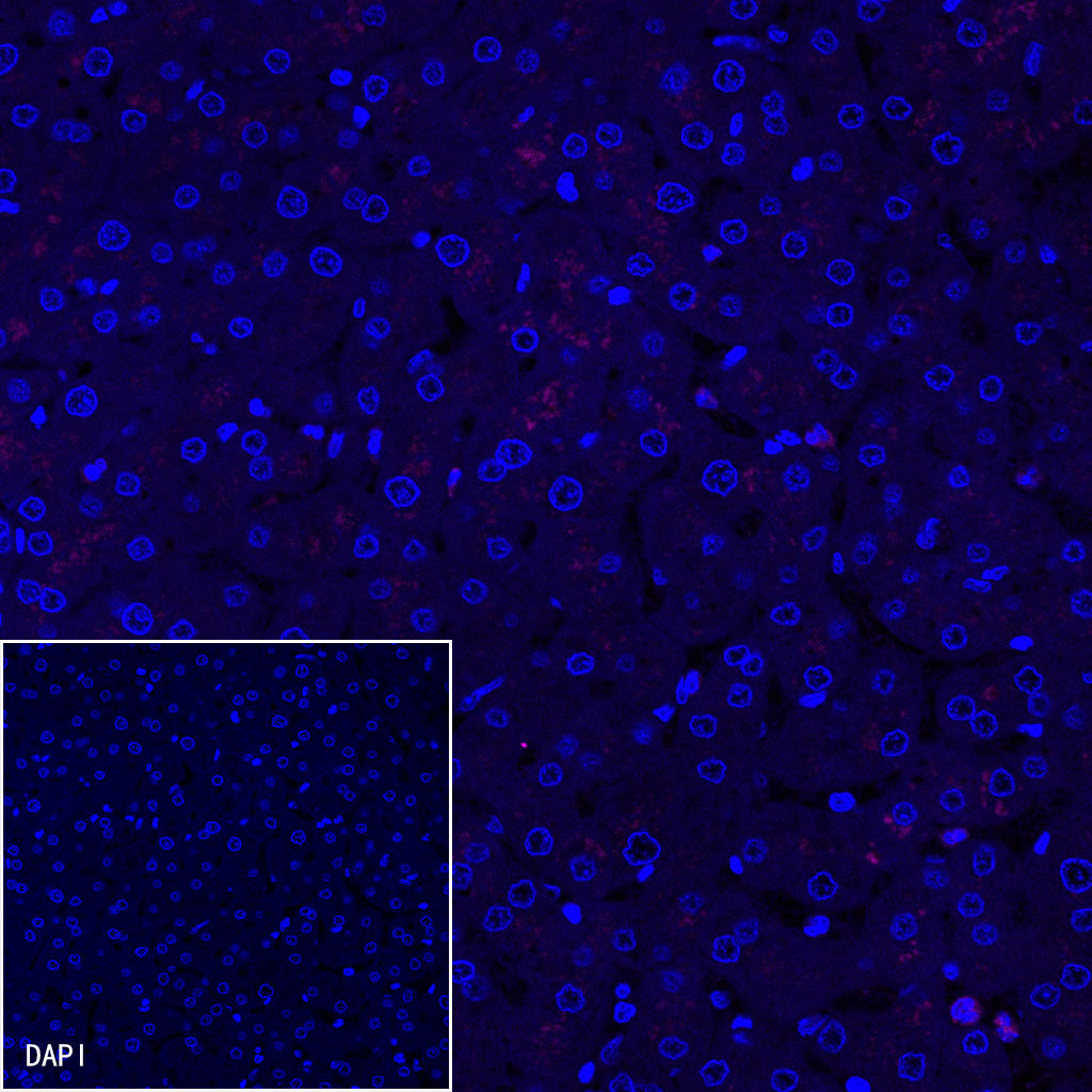 S-RMab® PD-1 Recombinant Mouse mAb,PBS Only (SDT-R143)
