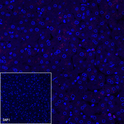 S-RMab® PD-1 Recombinant Mouse mAb,PBS Only (SDT-R143)
