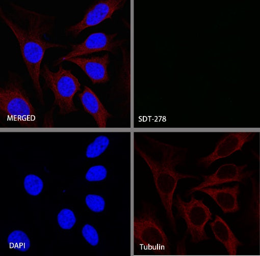 FGFR4/CD334 Recombinant Rabbit mAb (S-278-15)