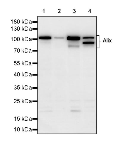Alix Rabbit Polyclonal Antibody