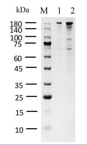 WRN Protein,Human