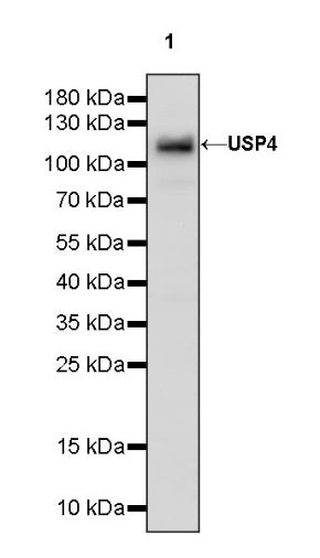 USP4 Recombinant Rabbit mAb (S-1434-6)