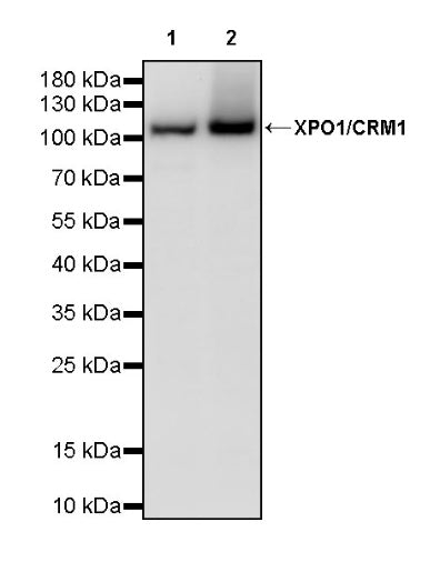 XPO1/CRM1 Recombinant Rabbit mAb (S-3309-7)