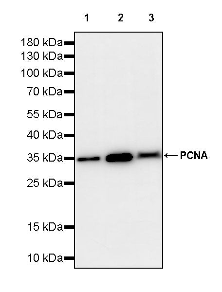 PCNA Recombinant Rabbit mAb (S-5313)