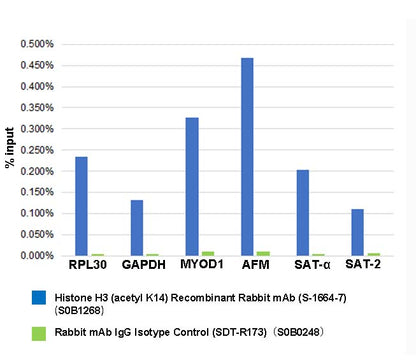 Histone H3 (acetyl K14) Recombinant Rabbit mAb (S-1664-7)