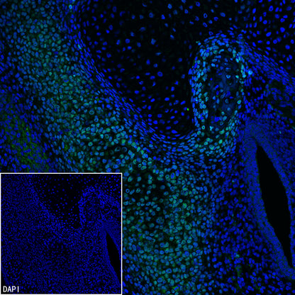 Sp7/Osterix Recombinant Rabbit mAb (S-4225-14)