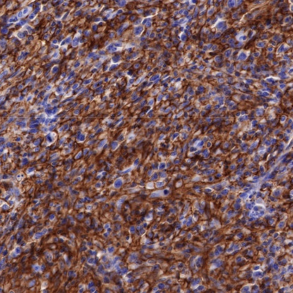 CD44 Recombinant Rabbit mAb (SDT-R107)