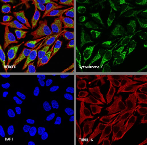 Cytochrome C Recombinant Rabbit mAb (S-2422-56)