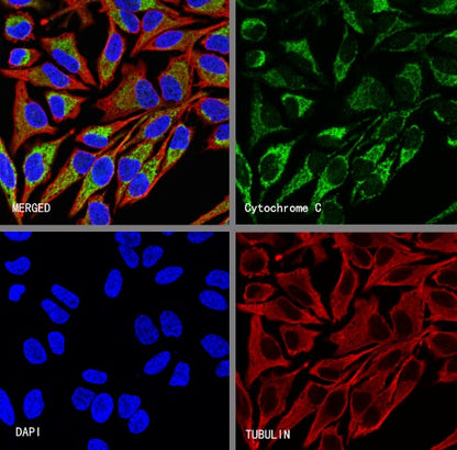 Cytochrome C Recombinant Rabbit mAb (S-2422-56)