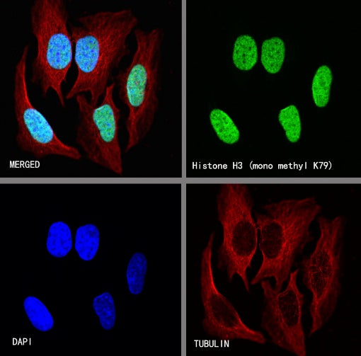 Histone H3 (mono methyl K79) Recombinant Rabbit mAb (S-R417)