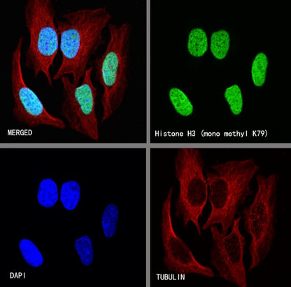 Histone H3 (mono methyl K79) Recombinant Rabbit mAb (S-R417)