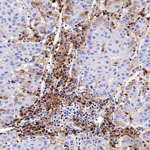 TIM-3 Recombinant Rabbit mAb (S-1450-21)