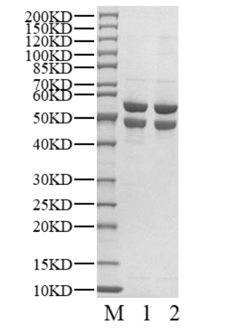 CDK1/Cyclin E2 Protein