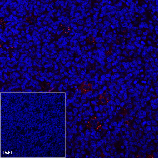 CD163 Recombinant Rabbit mAb (Alexa Fluor® 555 Conjugate) (S-222-171)
