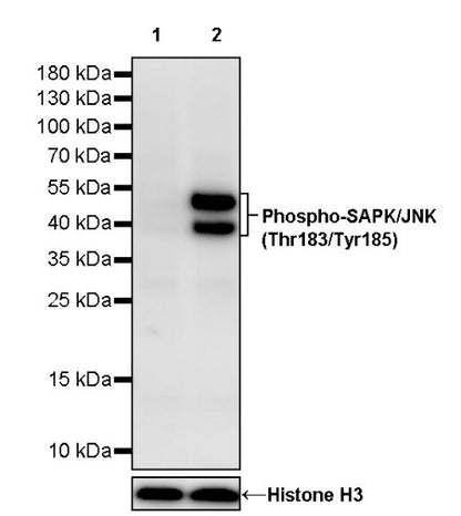 Phospho-SAPK/JNK (Thr183/Tyr185) Recombinant Rabbit mAb (S-3537)