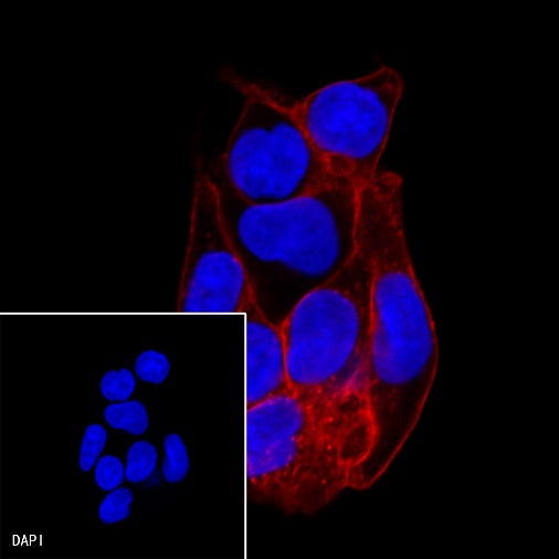GLUT-1 Recombinant Rabbit mAb (Alexa Fluor® 594 Conjugate) (SDT-047-53)