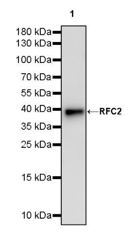 RFC2 Recombinant Rabbit mAb (S-1276-133)