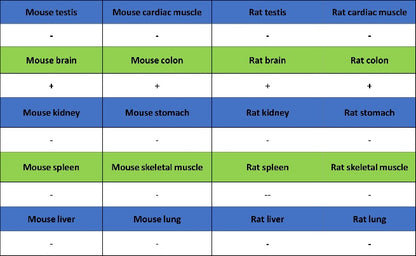 Calretinin Recombinant Rabbit mAb (SDT-2773-21)