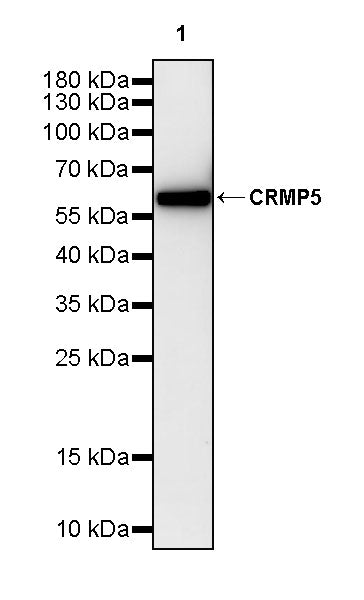 CRMP5 Rabbit Polyclonal Antibody