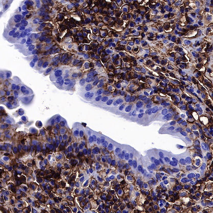 CD44 Mouse mAb (SDT-630-174)