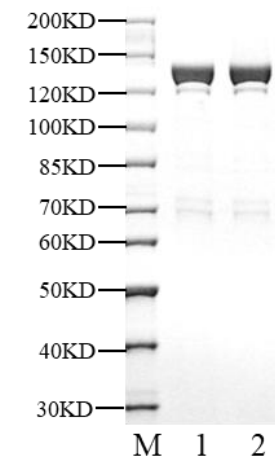 DHX9 Protein