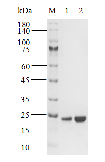 KRAS [G12D] His Tag Protein, Human(Load GDP/GMPPNP)