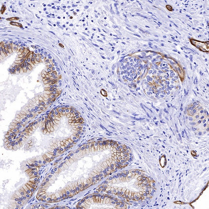 CD239 Recombinant Rabbit mAb (S-R284)